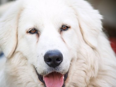 Maremma-Abruzzese Sheepdo, büyük beyaz Dostu İtalyan saf ırk köpek portre
