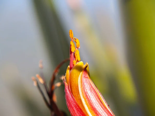 Nueva Zelanda flor de lino primer plano — Foto de Stock