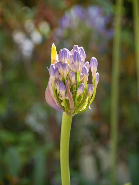 Nueva flor de crecimiento que brota de la etapa de brote . — Foto de Stock