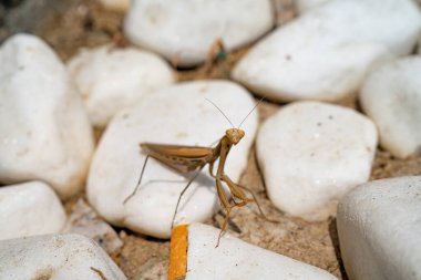 Beyaz taşların üzerinde peygamber devesi