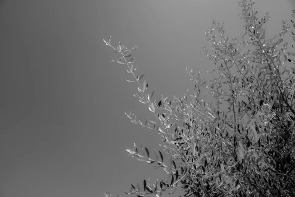 Olivträd mot himlen — Stockfoto