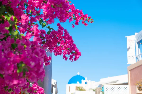 Bright pink bougainvillea flowers on vine with Greek or Mediterr — Stock Photo, Image