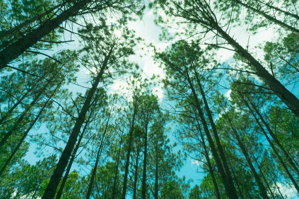 Сосновый лес с низкого угла зрения . — стоковое фото