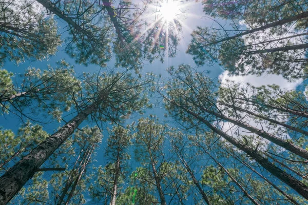 Floresta de pinheiro de ângulo baixo . — Fotografia de Stock