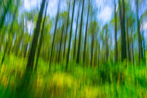 Abstrakt skog bild tallskog från låg vinkel vy. — Stockfoto