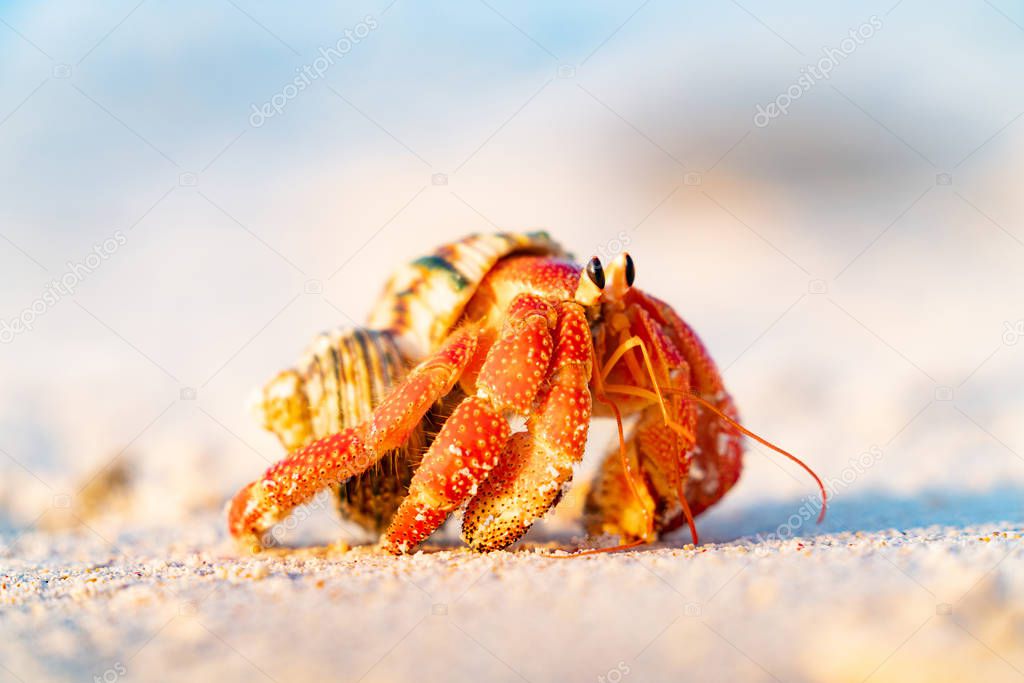 Hermit crab on beach