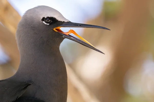 Capuchón blanco asintiendo con la cabeza en Lady Elliot Island —  Fotos de Stock