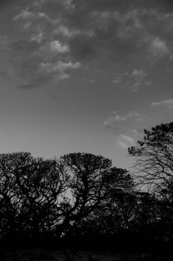 Yapraksız, kıvrımlı ağaç dallarının rastgele desenleri.