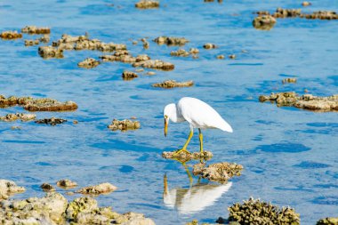 Gölde Doğu Akbalıkçıl.