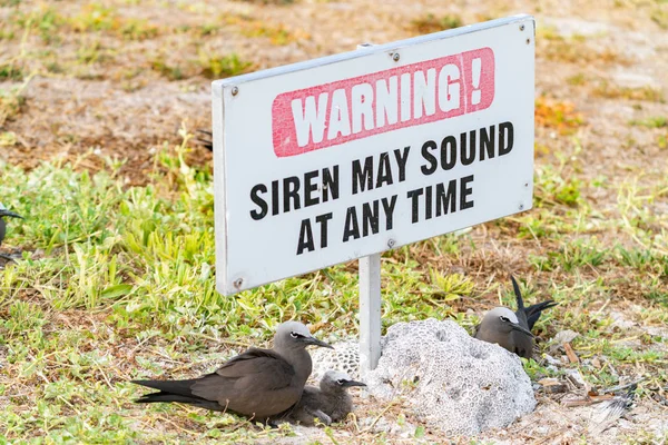 Häufiges Nest gegen Korallenklumpen und unter Warnhinweis — Stockfoto