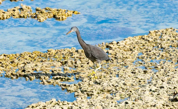 Egret estic, gri morph — Fotografie, imagine de stoc