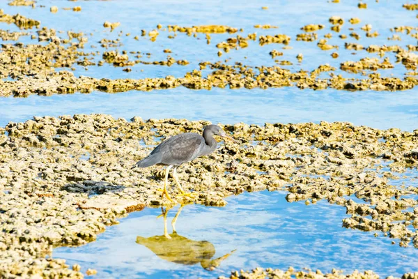 Egret oriental, morfo cinzento — Fotografia de Stock