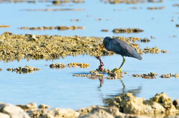 Garza oriental, versión gris morfo de pie sobre coral con ba muerto — Foto de Stock