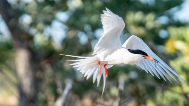 Roseate Tern gagasında küçük balıklarla yuvaya doğru uçuyor.