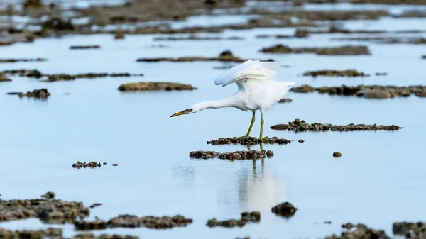 Large white eastern reef egret. — Stock Photo, Image