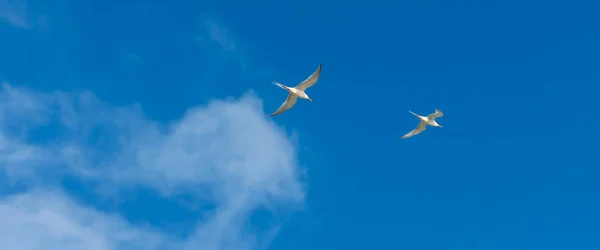 Başımın üstünde iki gül kırlangıcı. — Stok fotoğraf