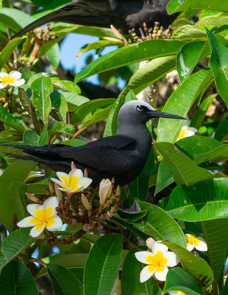 Noddy negru în copac frangipani . — Fotografie, imagine de stoc