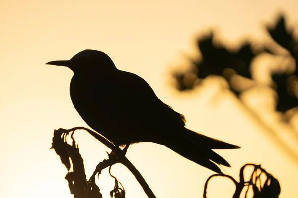 Gün batımının altın parıltısı siluet kuşun arkasında — Stok fotoğraf