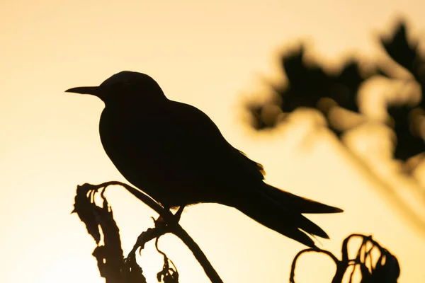 Golden glow of sunset behind silhouette bird