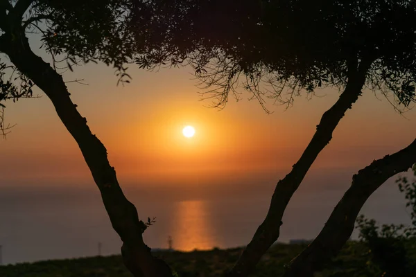 View between tree branches at sunset — Stock Photo, Image