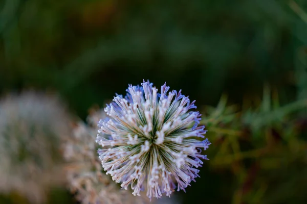 Geometría mirando en flor de cardo azul — Foto de Stock