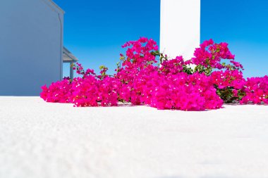 Parlak pembe bougainvillea sarmaşığı ve B 'nin altındaki beyaz duvarda çiçekler.
