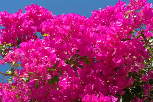 Flor de buganvília rosa brilhante e videira — Fotografia de Stock