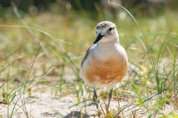 Dotterel pe plajă — Fotografie, imagine de stoc