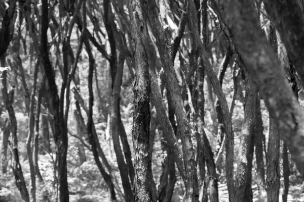 Característica wriggly hastes e padrões de casca de árvore ti — Fotografia de Stock