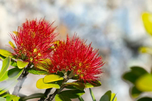 Pohutukawa flor contra fundo borrado — Fotografia de Stock