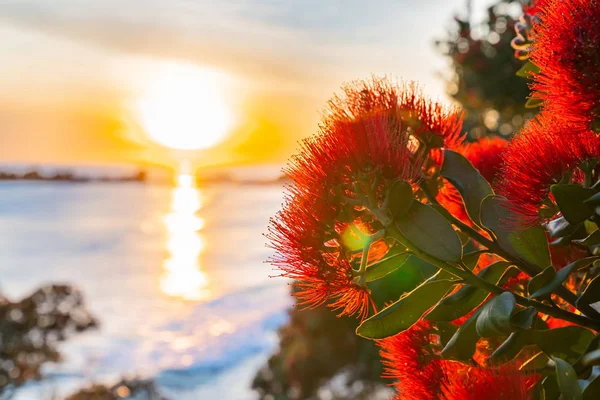 Soluppgång skimrande över havet mot bakgrundsbelyst klarröd pohutuka — Stockfoto