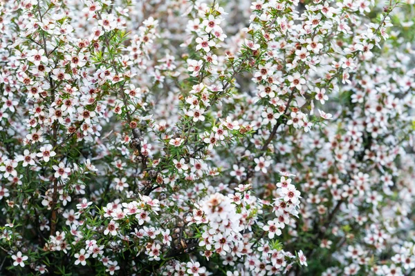 Manuka çiçek açmış. — Stok fotoğraf