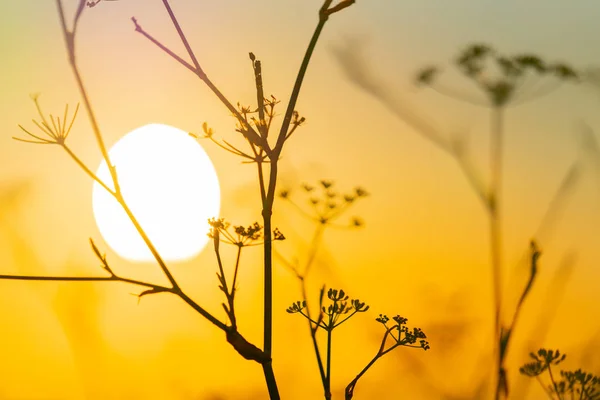 Energi från stigande sol bakom silhuett av fänkål vildblomma — Stockfoto