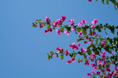 Sarmaşıklardaki parlak pembe begonviller.