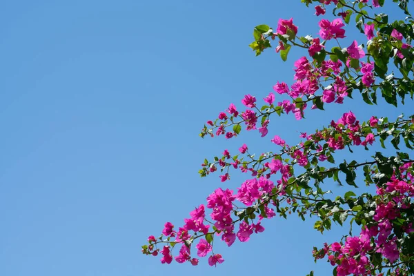 Sarmaşıklardaki parlak pembe begonviller. — Stok fotoğraf