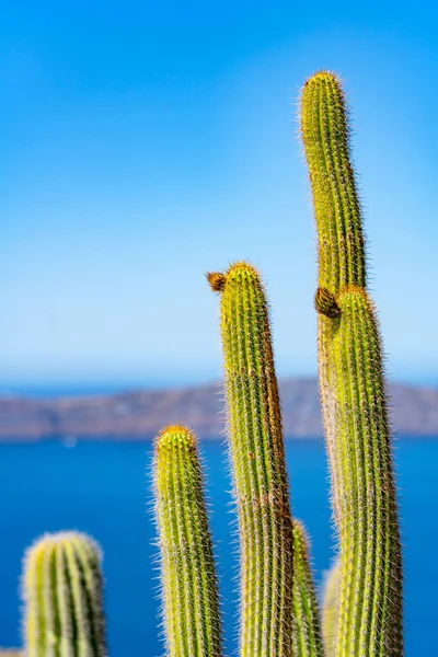 Csoport gyertya kaktusz álló magas — Stock Fotó