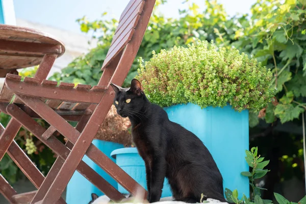 Zwarte kat met scherpe gouden ogen — Stockfoto