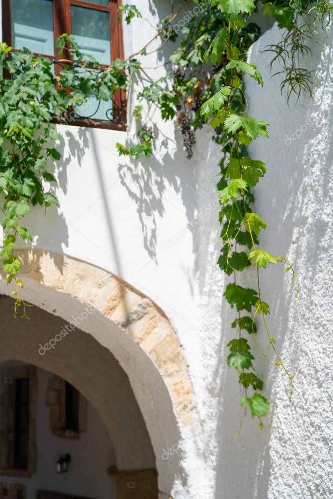 Green leaves of hanging grape vine on white wall with brick arch