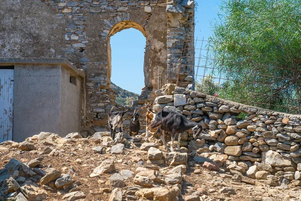 Ruínas de estábulo antigo galpão de fazenda com cabra — Fotografia de Stock