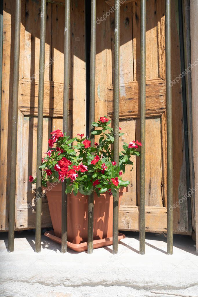 Red flowers in pot on window shelf