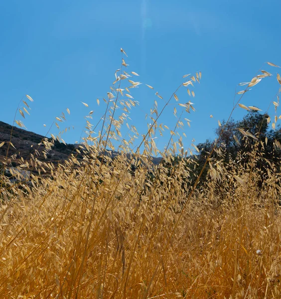 Goldene Grassamen gegen blauen Himmel — Stockfoto