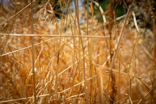 Textur von trockenem Gras bilden abstrakten Hintergrund. — Stockfoto