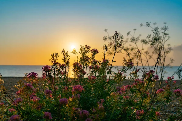 Άγρια λουλούδια φωτισμένα και σιλουέτα από τον ανατέλλοντα ήλιο. — Φωτογραφία Αρχείου