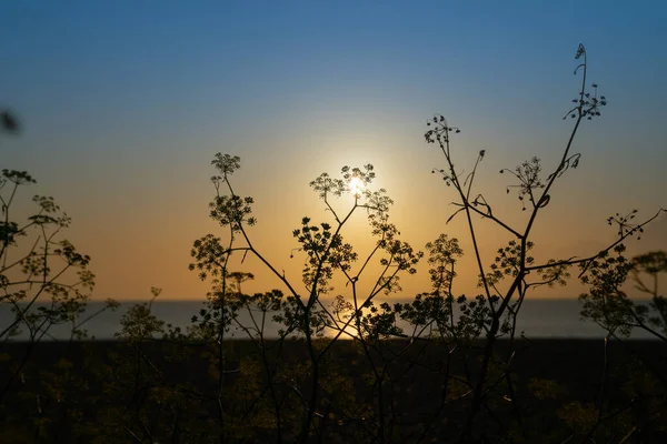 在晨光的映衬下，海滩上的野生茴香 — 图库照片