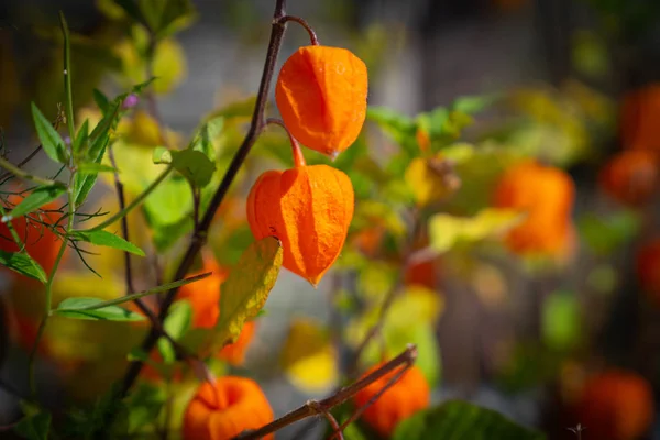 Physalis veya kırmızı böğürtlen pelerini. — Stok fotoğraf