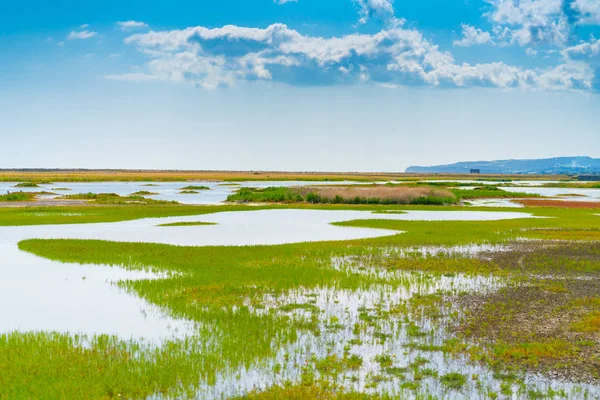 Rye Nature Reserve wetlands — Stock Photo, Image