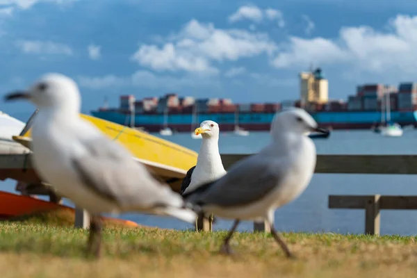 Containers ship out of focus passes behind two seagull and selective focus on backback gull on beachside grassy edge to Pilot Bay with upturned dinghy and boats moored in background , Tauranga, New Zealand