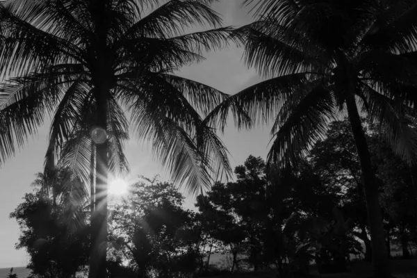 日落时分热带岛屿植被产生的星暴和透镜耀斑 — 图库照片