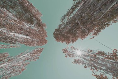 Kavak ve kowhai ağaçlarının birleşmesi mavi gökyüzüne ve güneş ışığına yükselen retro tarzı görüntü