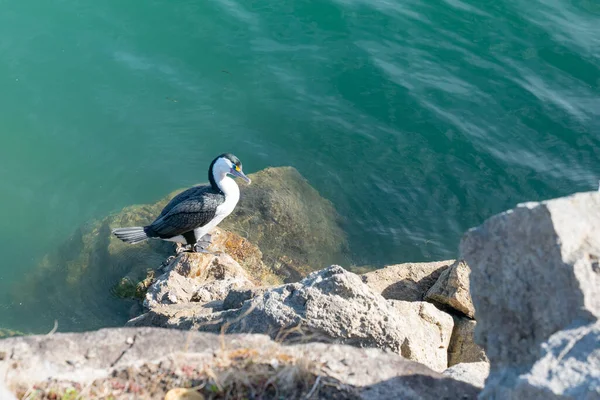 Cormorán Pied Borde Las Aguas Pie Costa Rocosa Tauranga Nueva — Foto de Stock